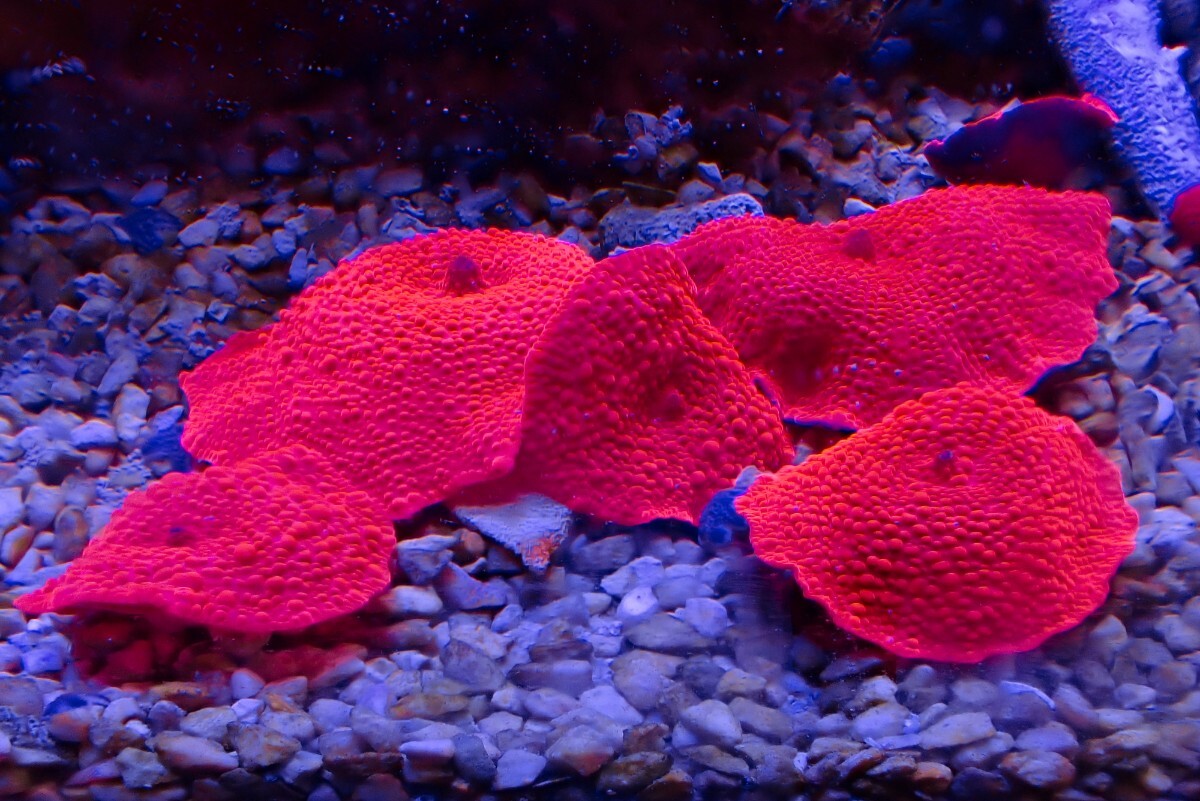 Yahoo!オークション -「ディスクコーラル レッド」の落札相場・落札価格